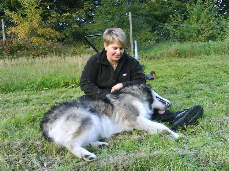 Alaskan malamute Devil - ÅÅ bliver lige nusset af min mor.. billede 9