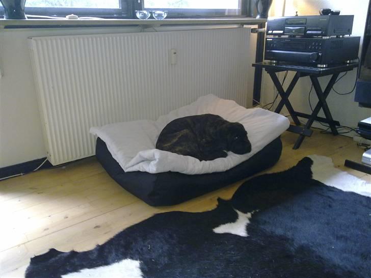 Cane corso Mojo! billede 4