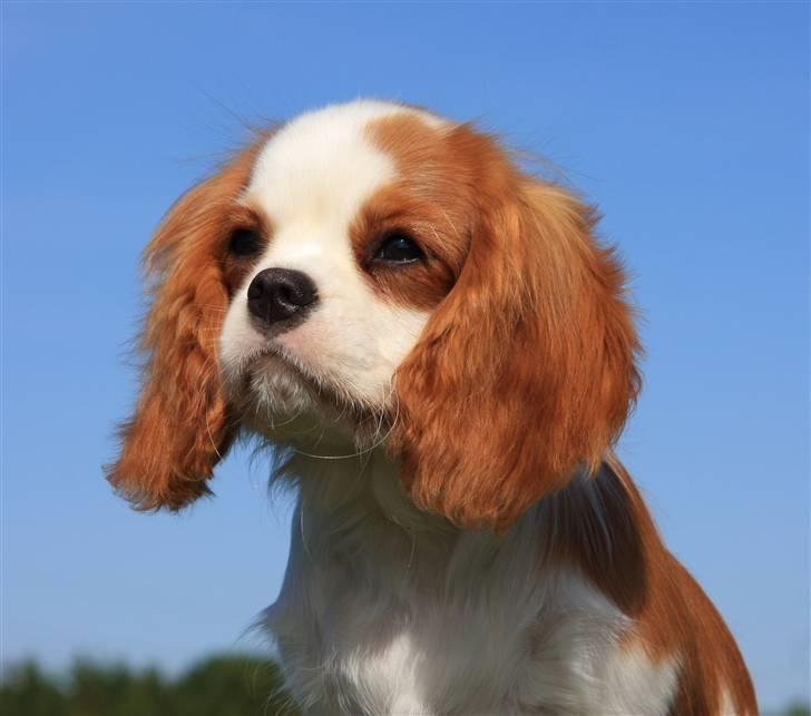 Cavalier king charles spaniel BC Jubilee Jaii - Jaii 4½ md billede 9