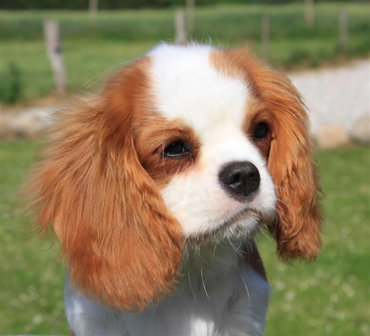 Cavalier king charles spaniel BC Jubilee Jaii billede 10