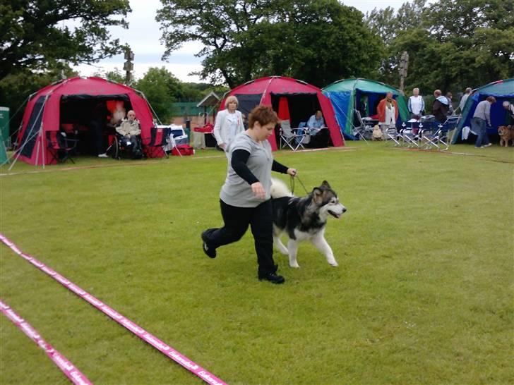 Alaskan malamute Devil - Vejen udstillingen billede 10