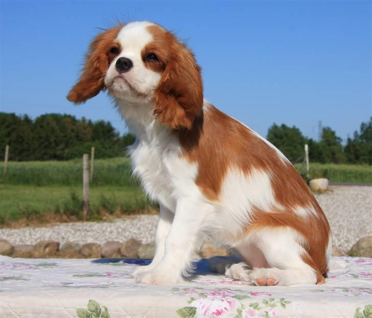 Cavalier king charles spaniel BC Jubilee Jaii billede 11