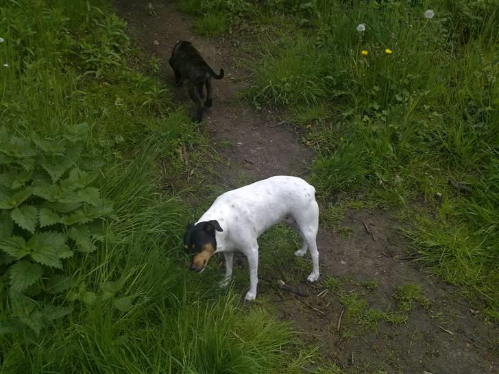 Cane corso Mojo! - Mojo og Bella.. billede 5