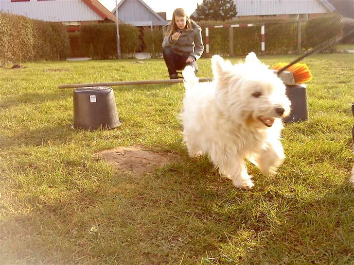 West highland white terrier Bølle billede 9