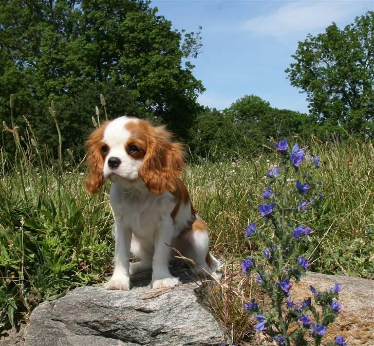 Cavalier king charles spaniel BC Jubilee Jaii billede 12