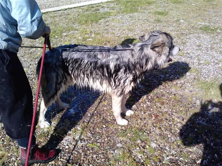 Alaskan malamute Devil - Så skal jeg vaskes.. billede 11