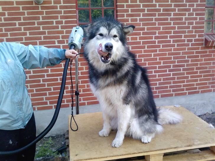 Alaskan malamute Devil - Nu er jeg klar til udstilling :O) billede 12