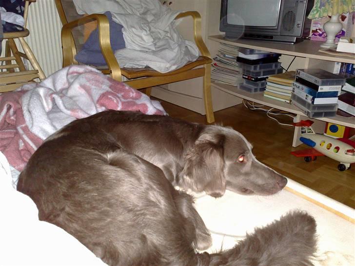 Langhåret Weimaraner Balder - Han elsker at putte.. :) billede 1