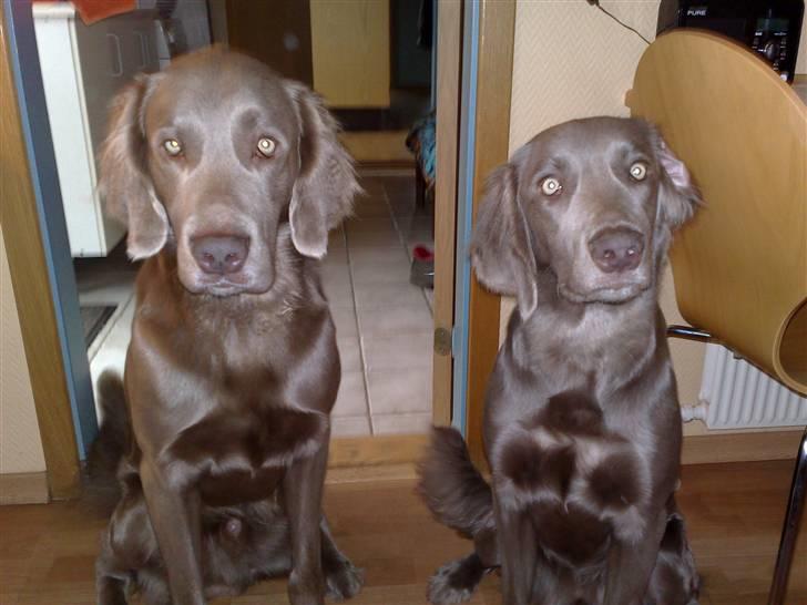 Langhåret Weimaraner Balder - Balder og Nanna vores to dejlige hunde..  billede 2