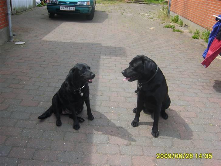 Labrador retriever Sandy. - Nyt:  Faren til hvalpene og sandy. billede 14