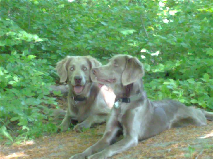 Langhåret Weimaraner Balder - Balder og Nanna på skovtur.. Det er noget af det bedste de ved.. Udover kødben.. hehe..  billede 3