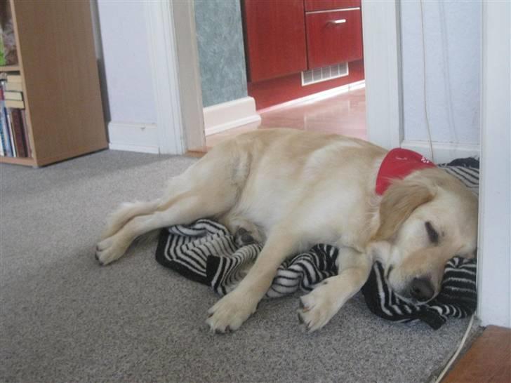 Labrador retriever Daddy - Er lige kommet hjem fra en god lang tur.. billede 16