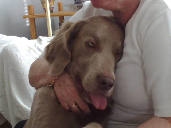 Langhåret Weimaraner Balder - Hvis Balder kunne bestemme så skulle han klappes 23 timer i døgnet og den sidste time skulle bruges på at spise.. :) billede 4