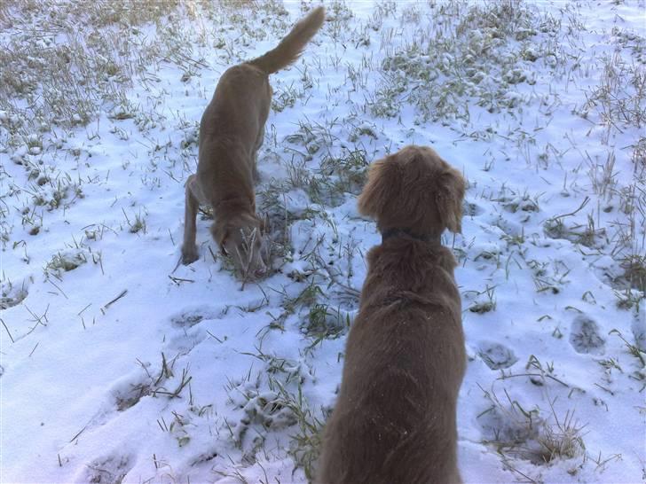 Langhåret Weimaraner Balder - Det er dejligt at lege i sneen.. Jubii.. billede 5