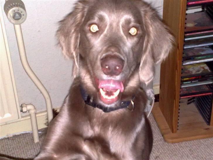 Langhåret Weimaraner Nanna - tungefold ikke kun forbeholdt bassethounds billede 1