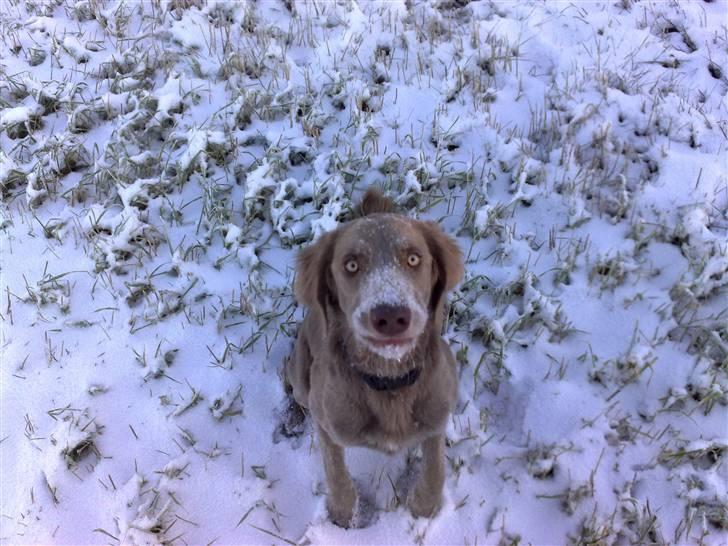 Langhåret Weimaraner Nanna - Sne er dejligt oz på snuden. billede 2