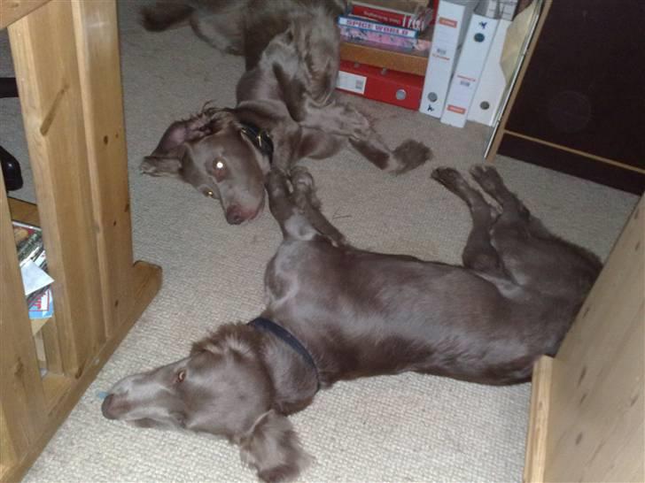 Langhåret Weimaraner Nanna - Efter legen skal man lige slappe lidt af.. hehe.. Det er det de er bedst til. :) billede 3