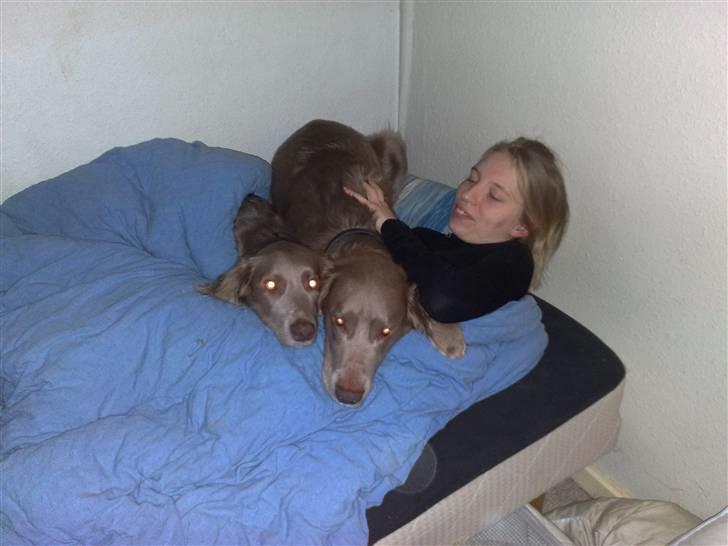 Langhåret Weimaraner Nanna - Den tohovede hund fra Jannerup billede 4