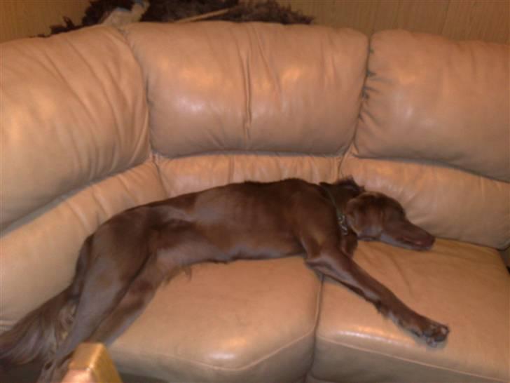 Langhåret Weimaraner Nanna - Nannas private hjørne i sofa´en.. billede 5