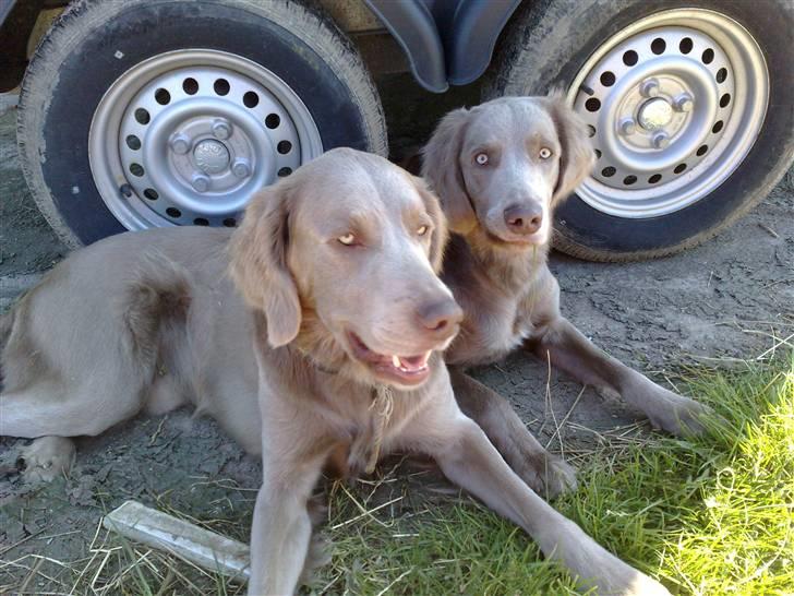 Langhåret Weimaraner Nanna - Det er rart her i skyggen..  billede 6