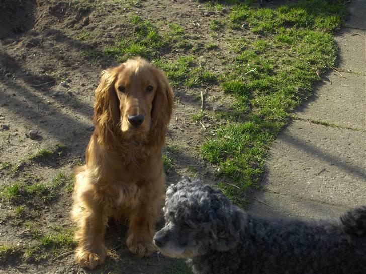 Cocker spaniel charlie billede 2