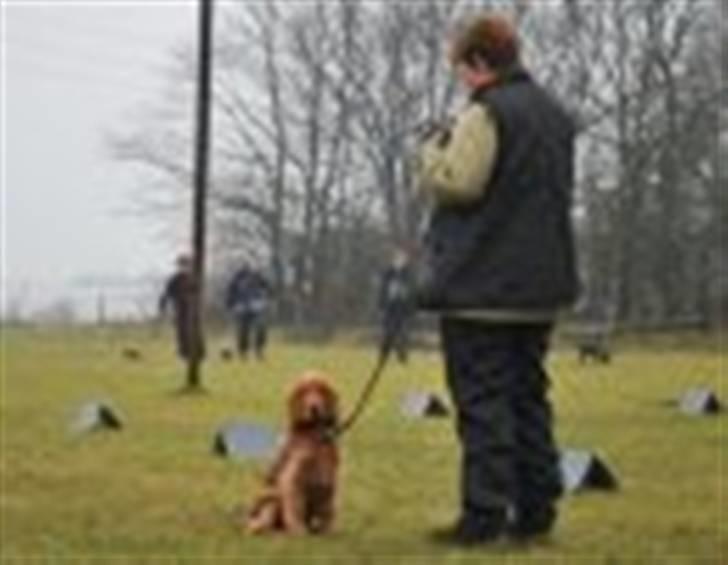 Cocker spaniel charlie billede 3