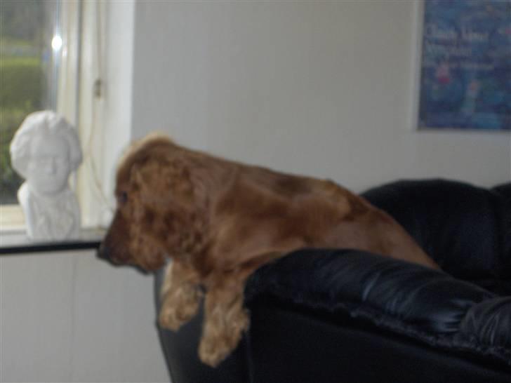 Cocker spaniel charlie billede 4