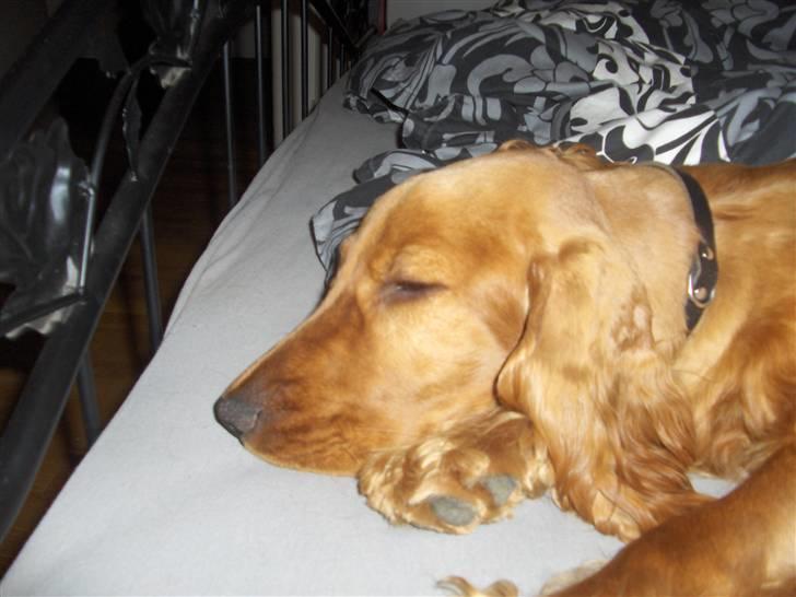 Cocker spaniel charlie billede 5