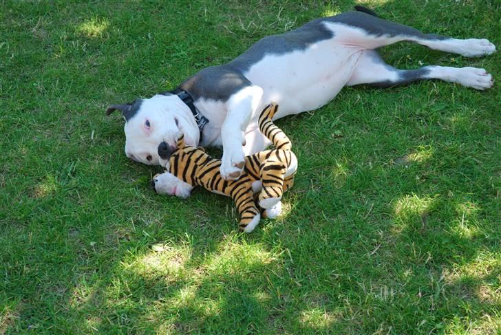 Amerikansk staffordshire terrier Dia - Dia i færd med at flå en bamse (YNDLINGS BESKÆFTIGELSE!!!) billede 9