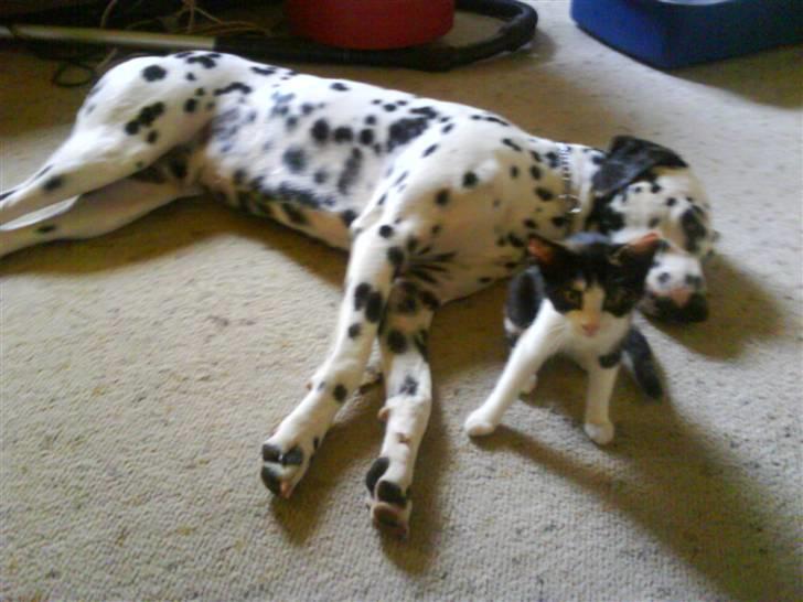 Dalmatiner Coco - Coco&Misser :) billede 5