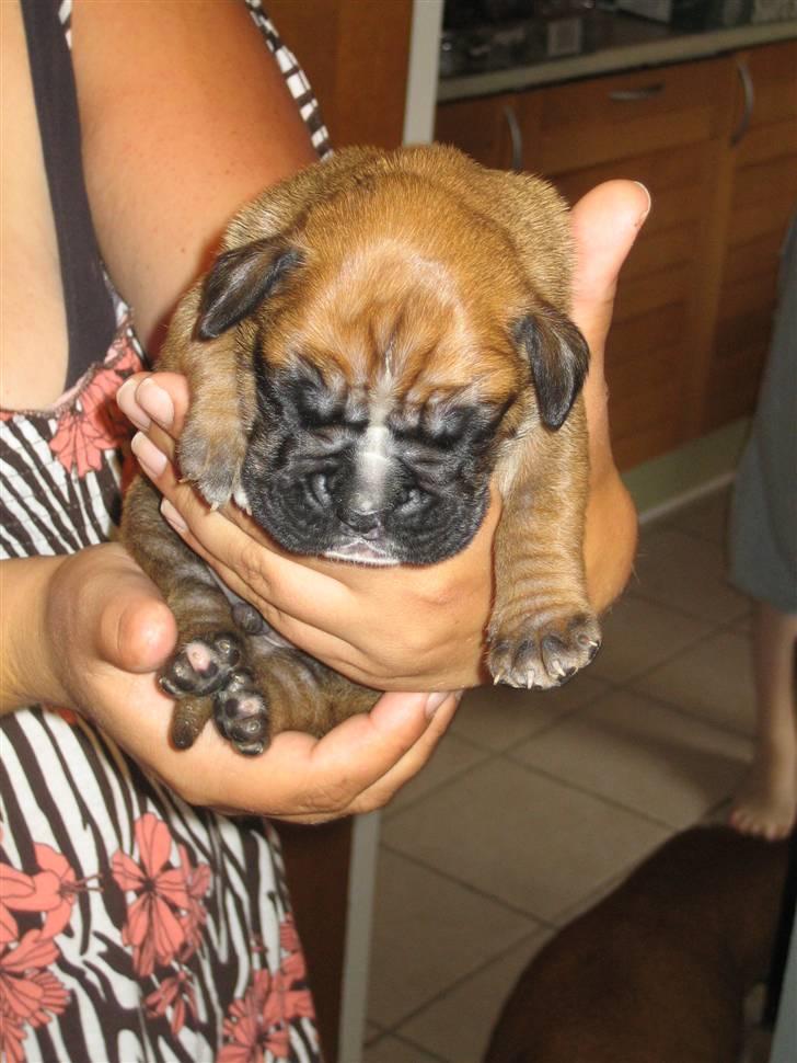 Boxer Rocko - Taget d. 27-6-09    11 dage gammel billede 1