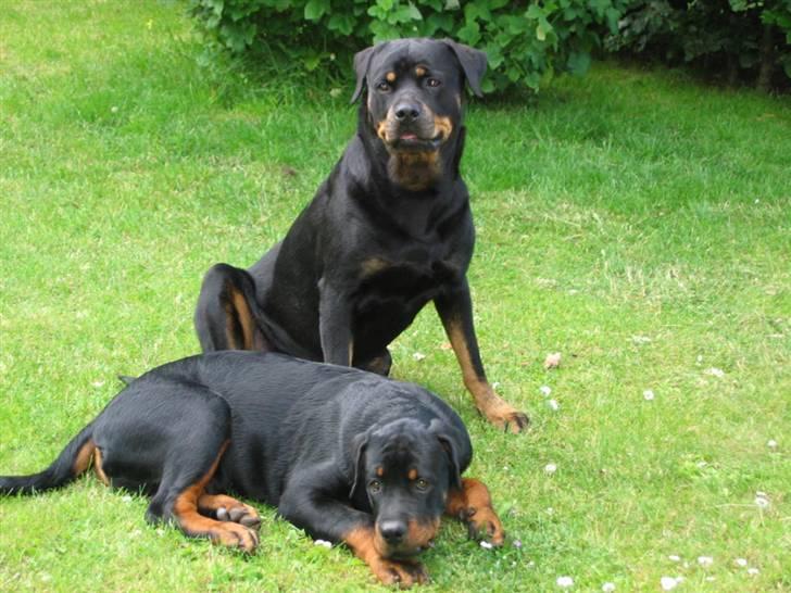 Rottweiler Nikki  *R.I.P.* - Nikki og Brutus billede 11