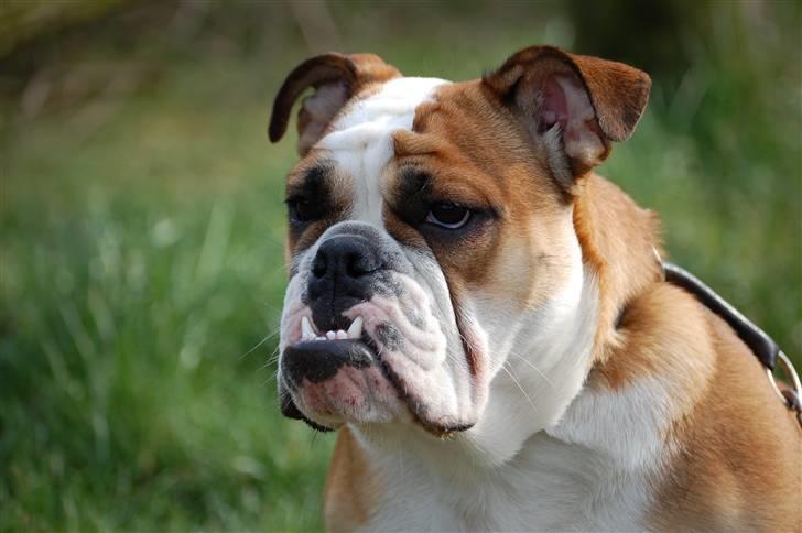 Engelsk bulldog Erna*død* billede 7