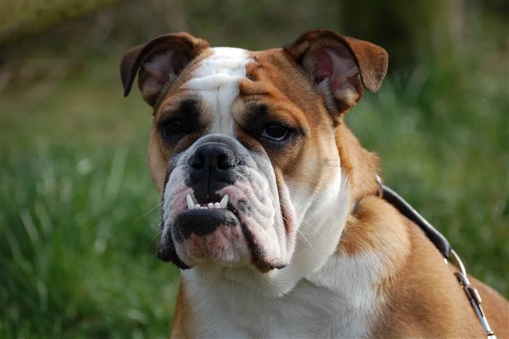 Engelsk bulldog Erna*død* billede 8