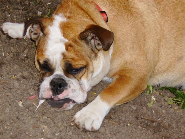 Engelsk bulldog Erna*død* billede 9
