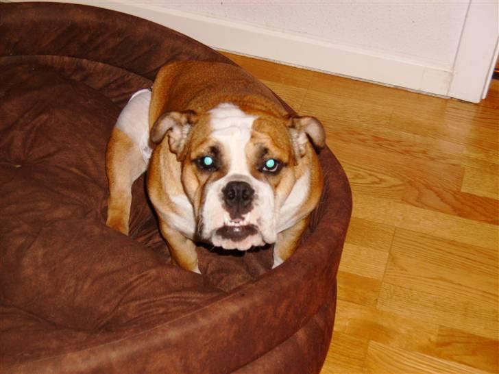 Engelsk bulldog Erna*død* billede 10