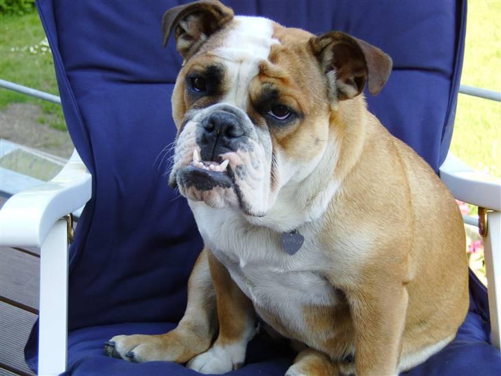 Engelsk bulldog Erna*død* billede 11