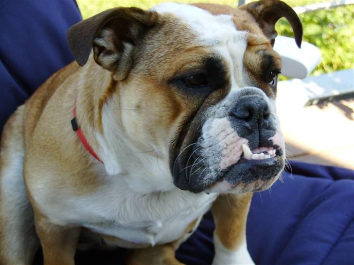Engelsk bulldog Erna*død* billede 12