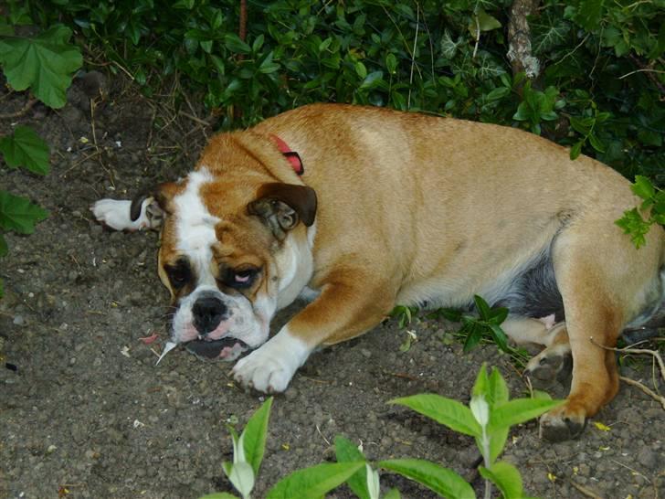 Engelsk bulldog Erna*død* billede 13