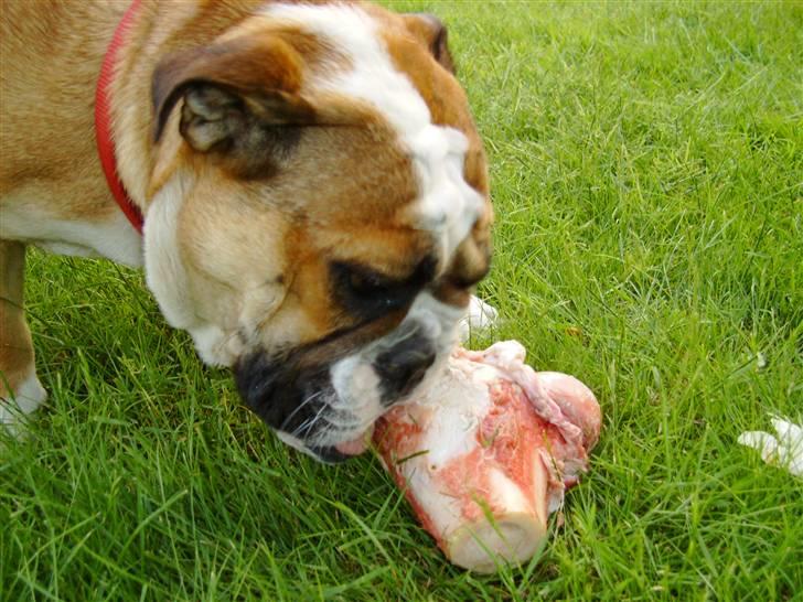 Engelsk bulldog Erna*død* billede 14