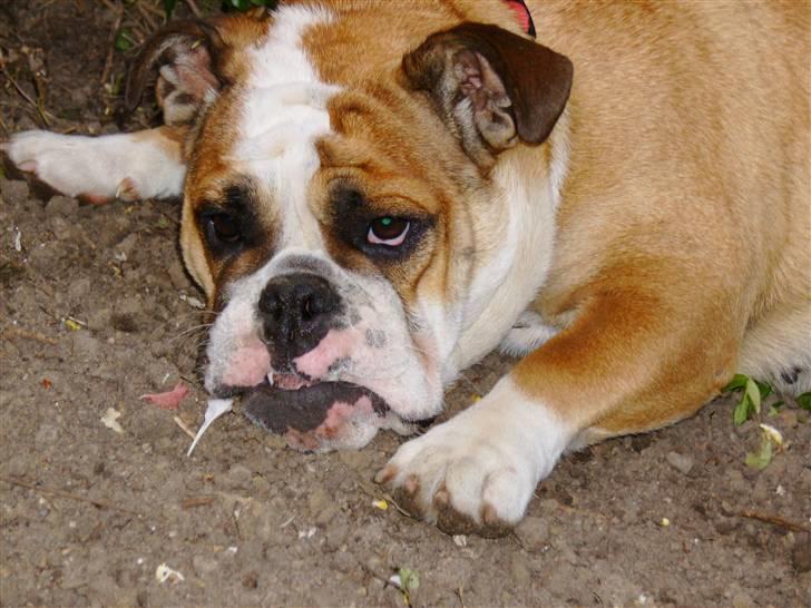Engelsk bulldog Erna*død* billede 15