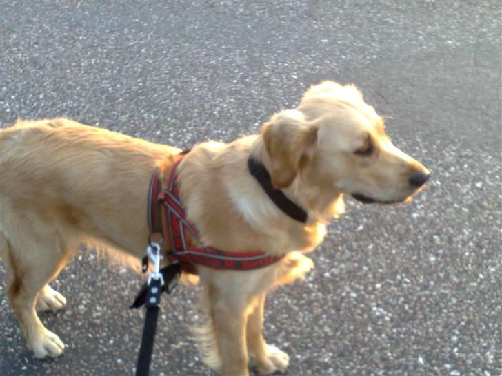 Golden retriever Molly billede 7