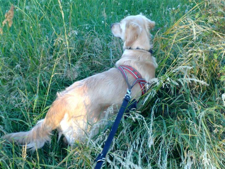 Golden retriever Molly billede 8