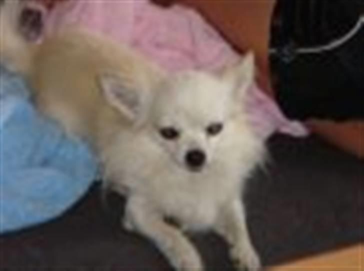 Chihuahua sigurd billede 6