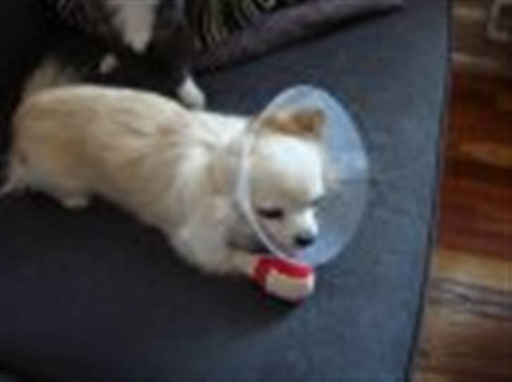 Chihuahua sigurd billede 7