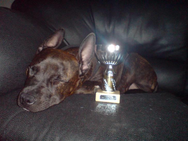 Blanding af racer AST/SBT Tonzer - 1.Plads i lydighed og agility til hvalpestævne :DD Lækkert billede 15