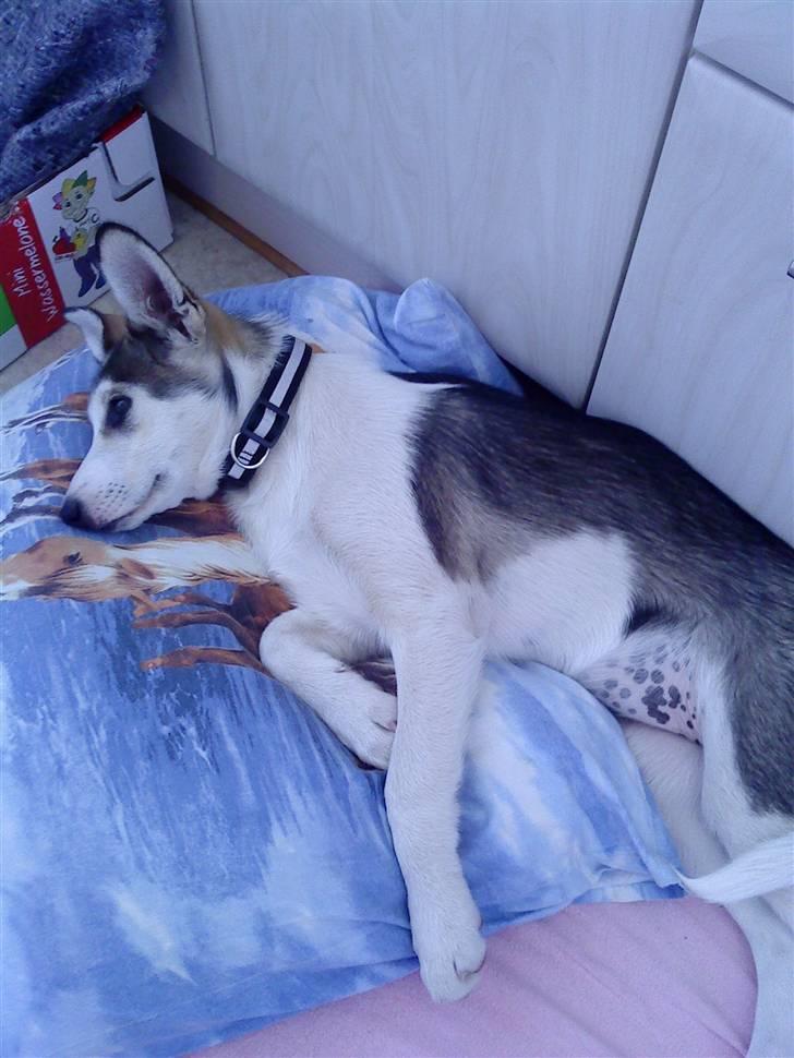 Alaskan husky Maggie billede 1