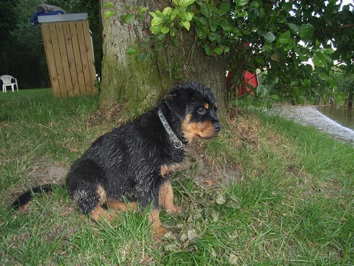 Rottweiler Ace billede 9