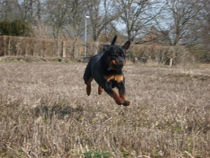 Rottweiler Ace billede 10