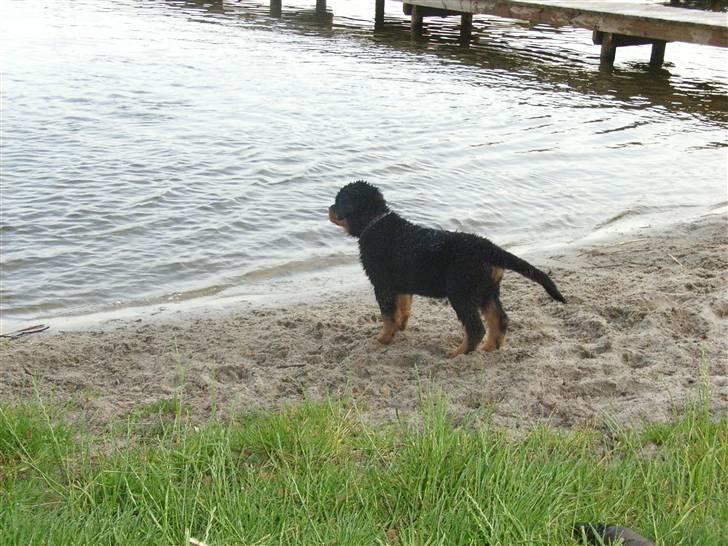 Rottweiler Ace billede 11